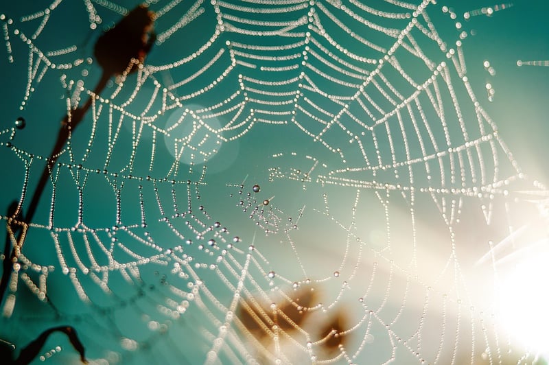 Web Developer